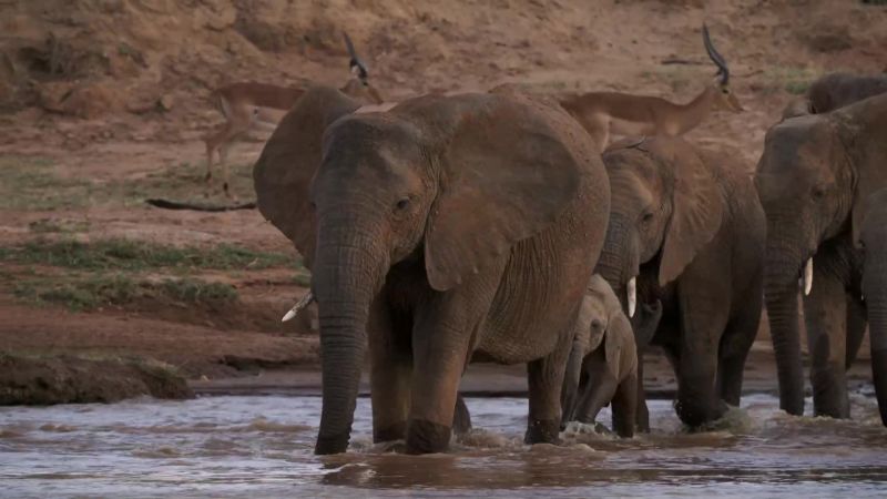 Single-tusked Latifa, leads the group