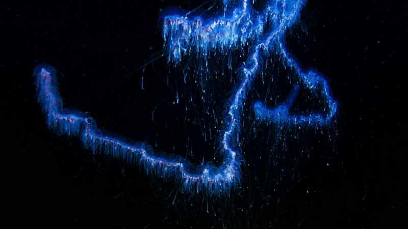 Siphonophores are virtually eternal