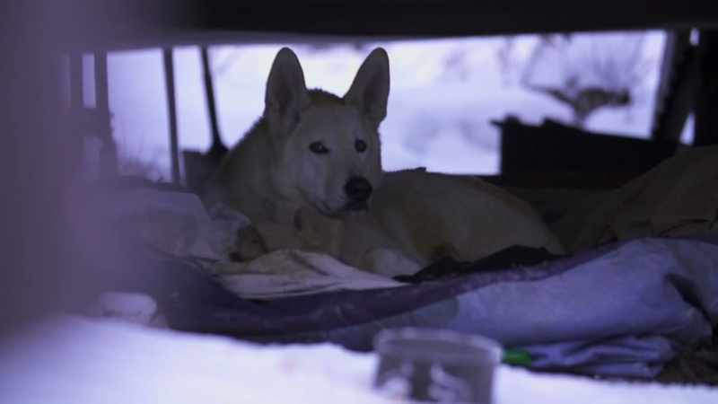 Sipsey is definitely a very tough Alaska dog