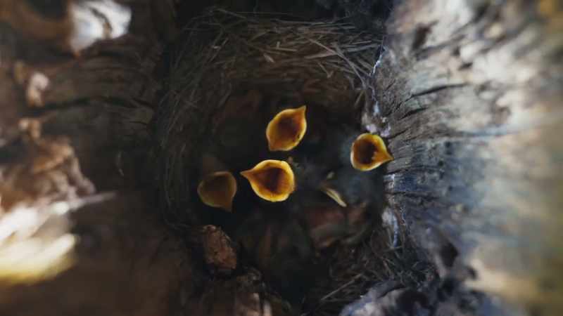 Six chicks require a perpetual supply of insects