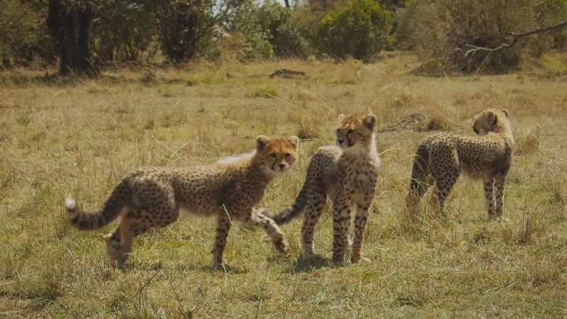 Six cubs are a handicap for a stealth predator