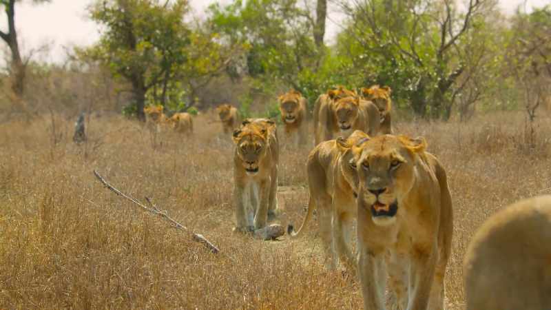 Six lionesses and 14 teenage cubs
