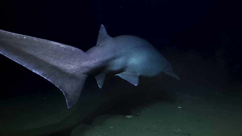 Sixgills sharks