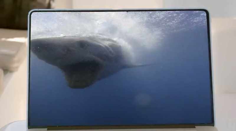 SKOMAL (off screen): They want to tease these sharks