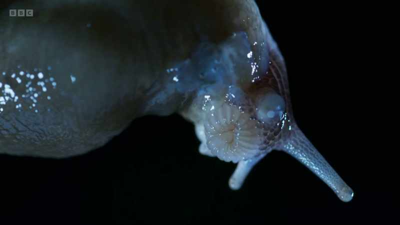 Slugs are hermaphrodites