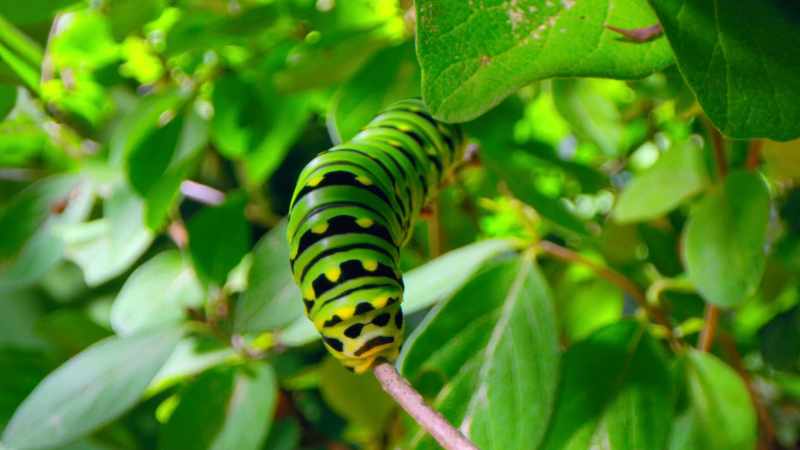 Small animals have fast metabolisms, so they must feed more often