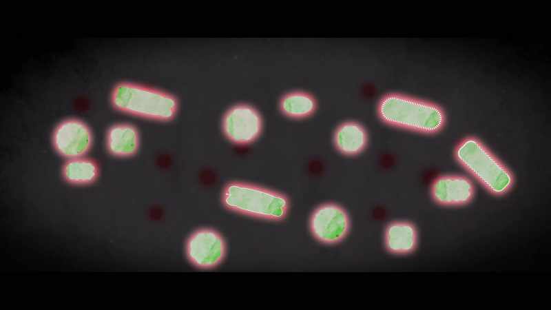 Small bacteria, plankton, they start picking up on the mercury