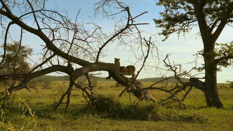 SMALL CUB YELPS