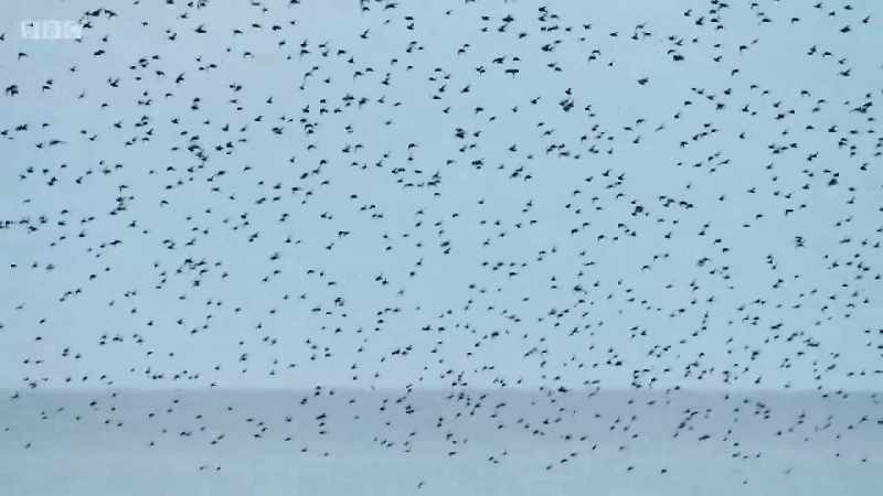 Small feeding flocks join together