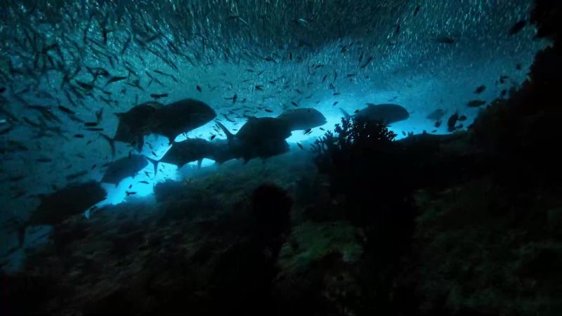 Small fish, in turn, sustain bigger ones