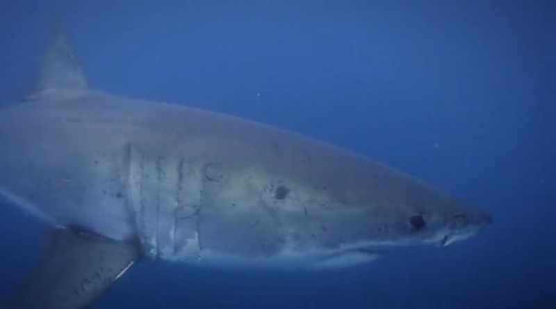 Small great whites typically stick to bony fish and