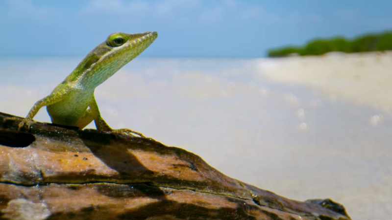 Small and hardy, Anolis lizards make successful stowaways