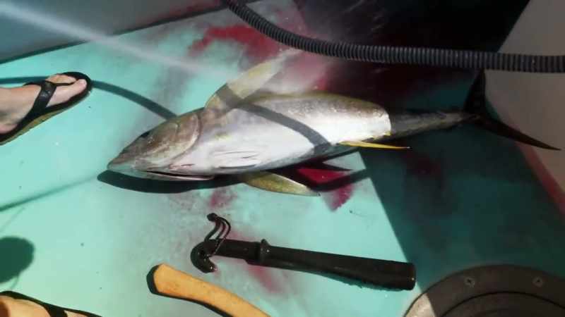 Smaller fish are definitely not going to cut it