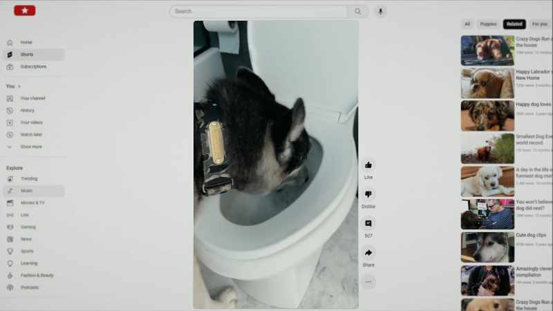 Smart or not, all dogs do some unusual things