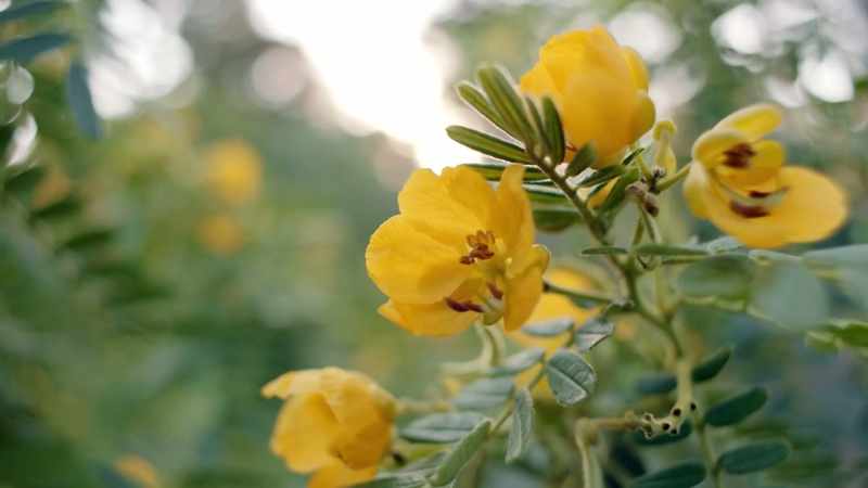Smell, actually, is a very powerful sense