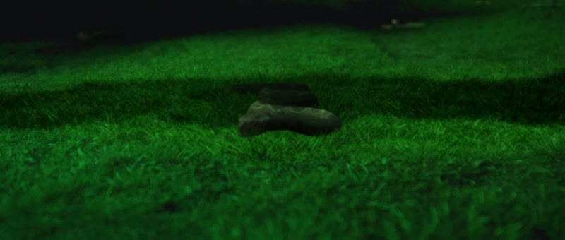 (snake hisses)
