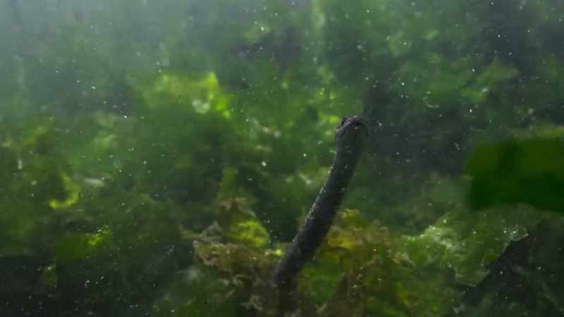 Snakes are cold-blooded