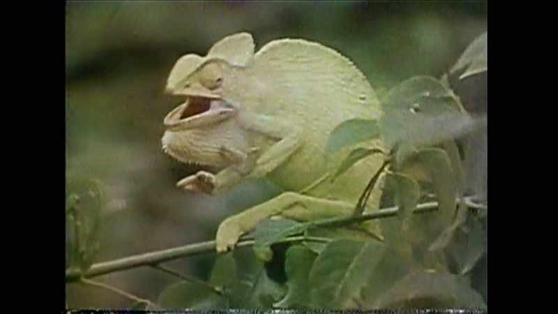 Snakes, lizards have... - With existence, CIA