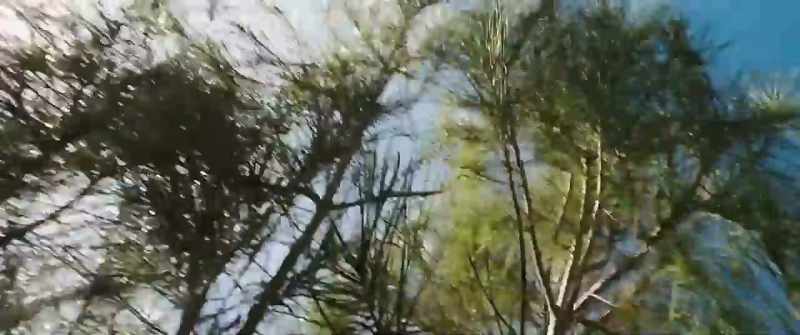 [snapping branches]