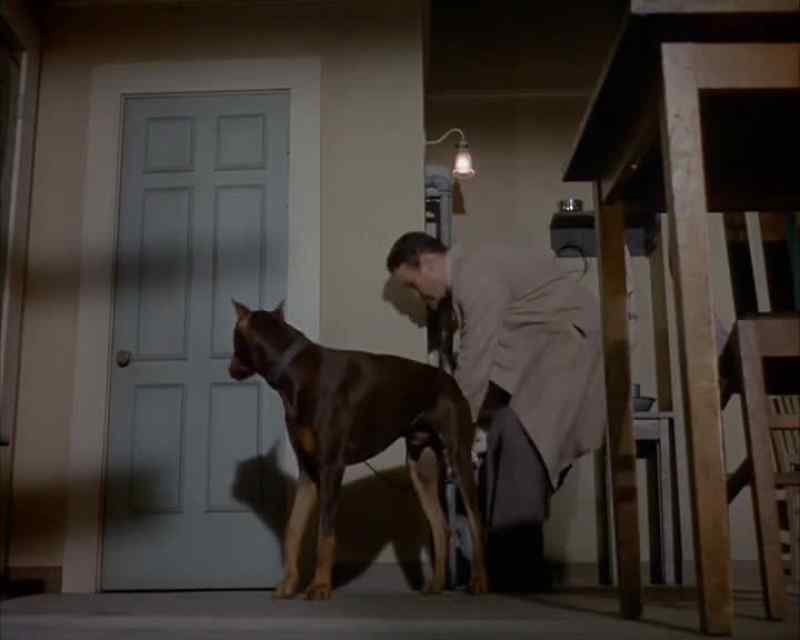 [ Snarling, barking ]