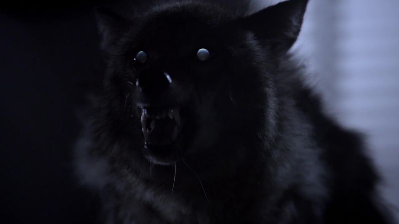 (snarling)