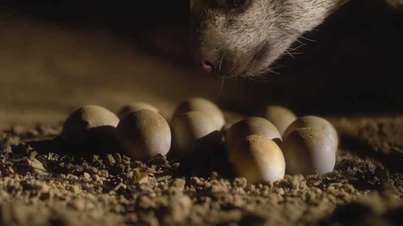 [sniffing] - ...potentially a rich source of protein