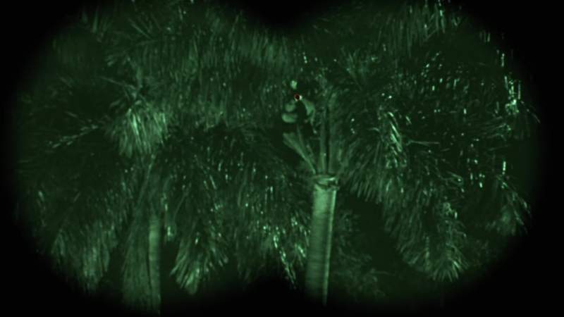 Sniper in the palm tree