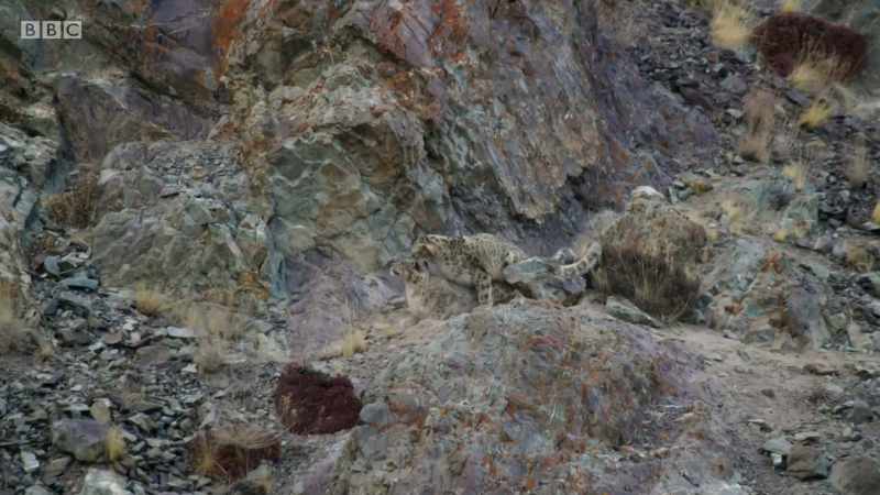 Snow leopards meet so infrequently