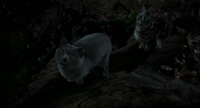 Snowbell