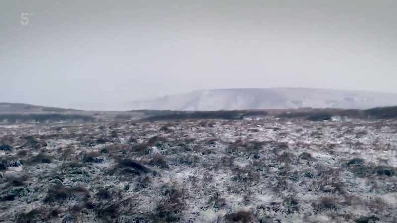Snowdrifts can bury sheep