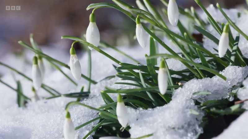 Snowdrops are first
