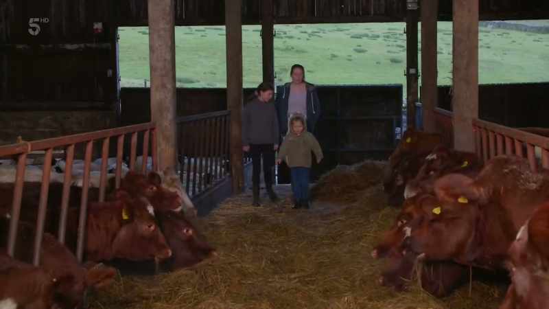 So a cow what