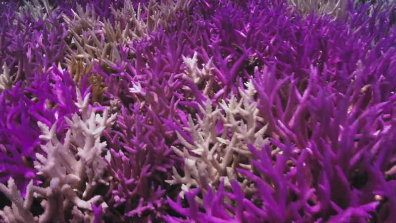 So, although colour might be helping coral reefs
