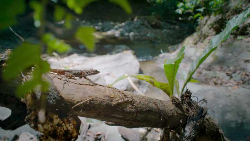 So this anole lizard better tread carefully