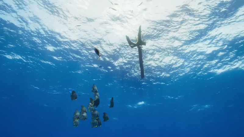 So, anything that floats attracts them