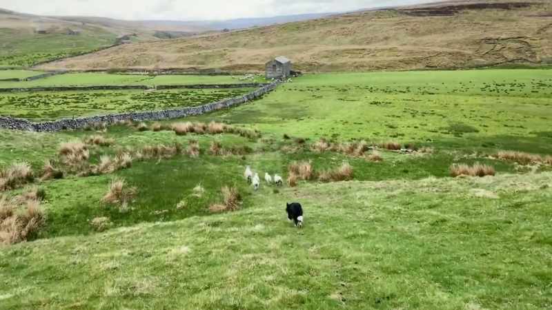 So, we are still busy cleaning the meadows