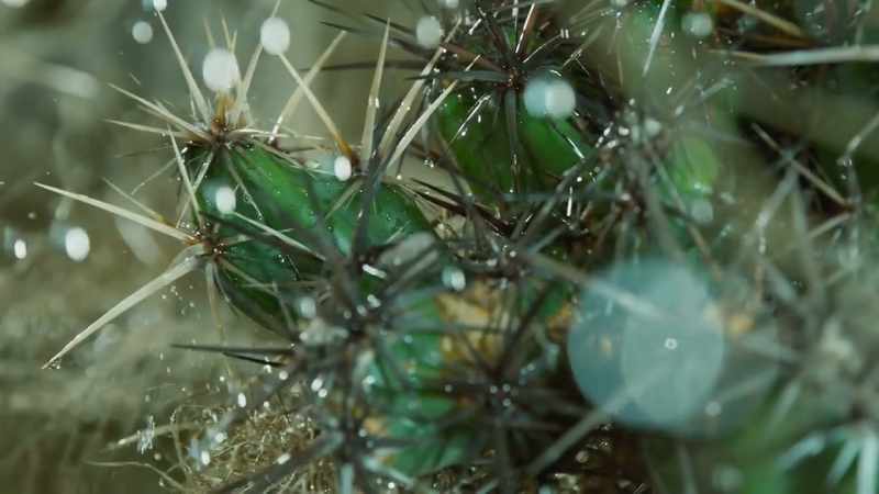 So, cacti have developed extraordinary adaptations