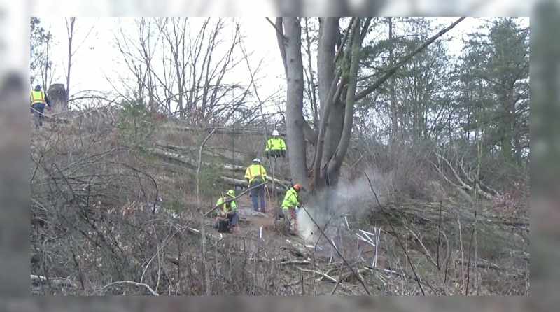 So they came, they cut down the trees