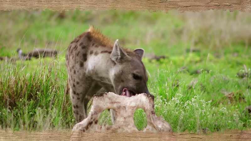 So they can consume bone and extract nutrients from it