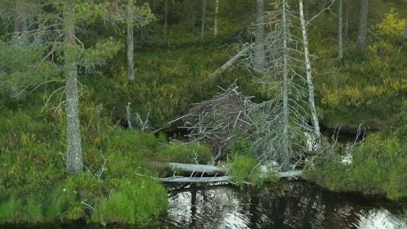 So they create a dam to extend their waterways into the woods