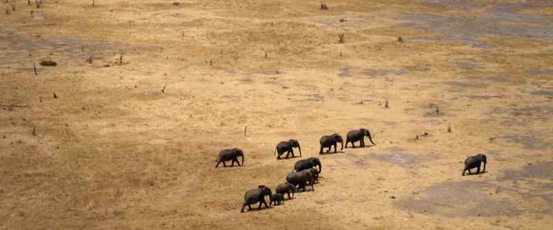 So elephants have evolved special skills