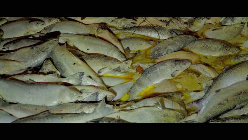 So, far from being a panacea for the world food problem