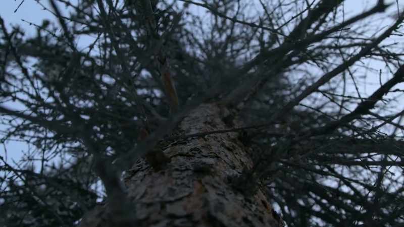 So this far north, I don't get trees that big