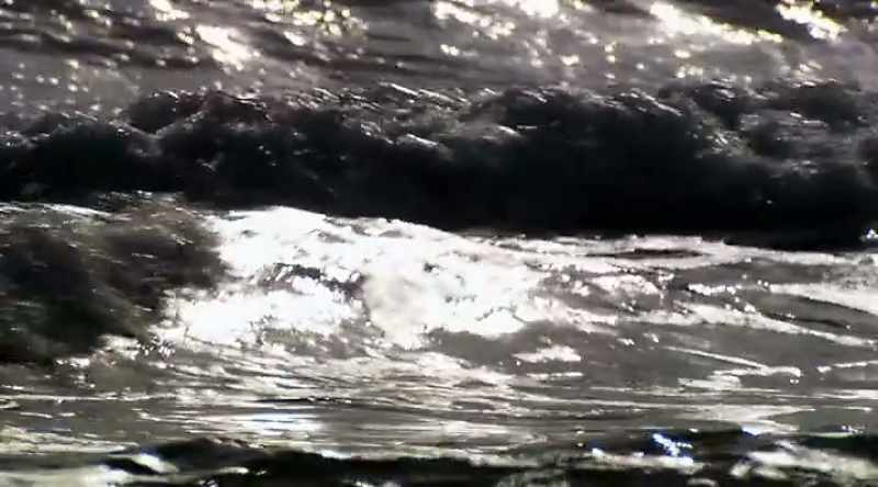 So far, sharks seem to be moving closer to shore