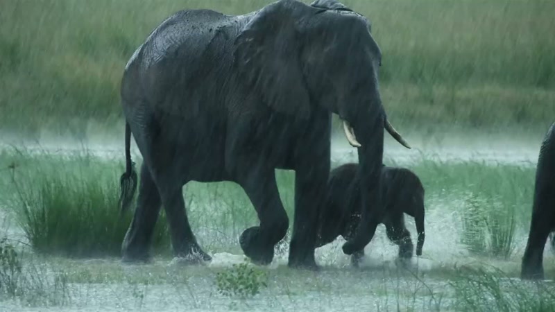 '..so far, we've shown how animals survive