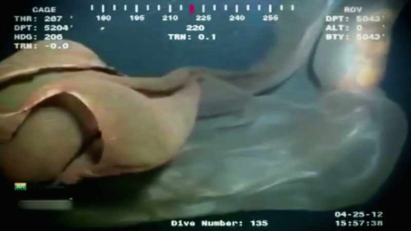 SO GIANTS IN THE DEEP OCEAN ARE RARE