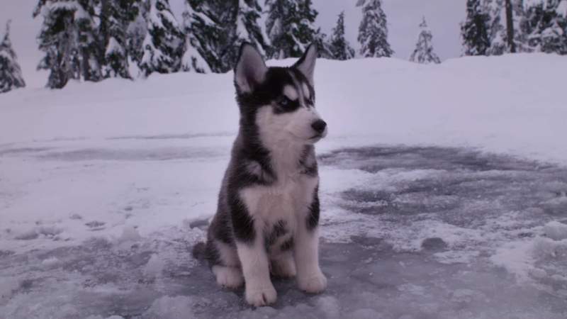 So you guys ever dogsled race