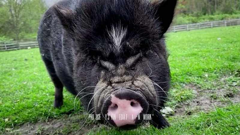 �...so he was relocated to the Animal Nation rescue facility