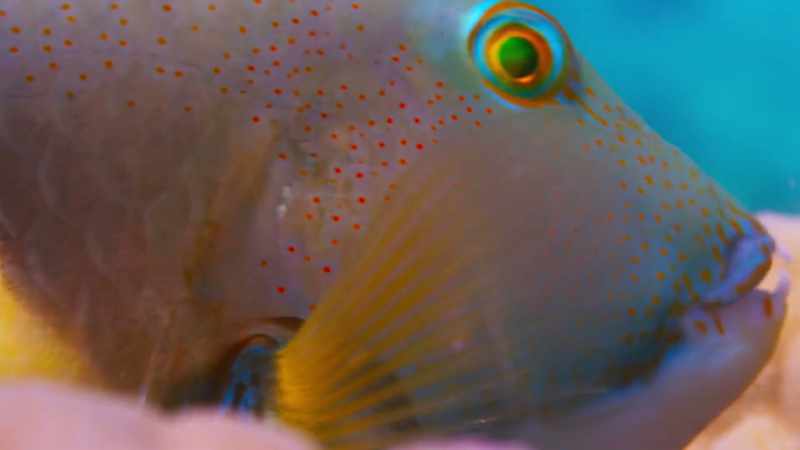 So here is a fish that uses tools