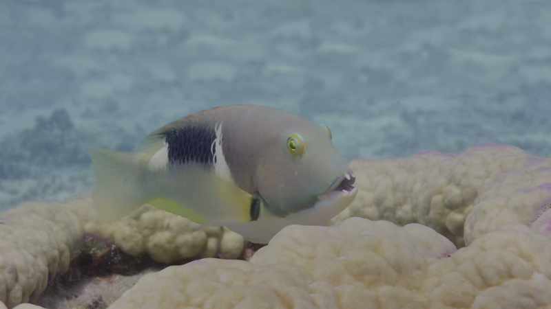 So here's a fish that uses a tool
